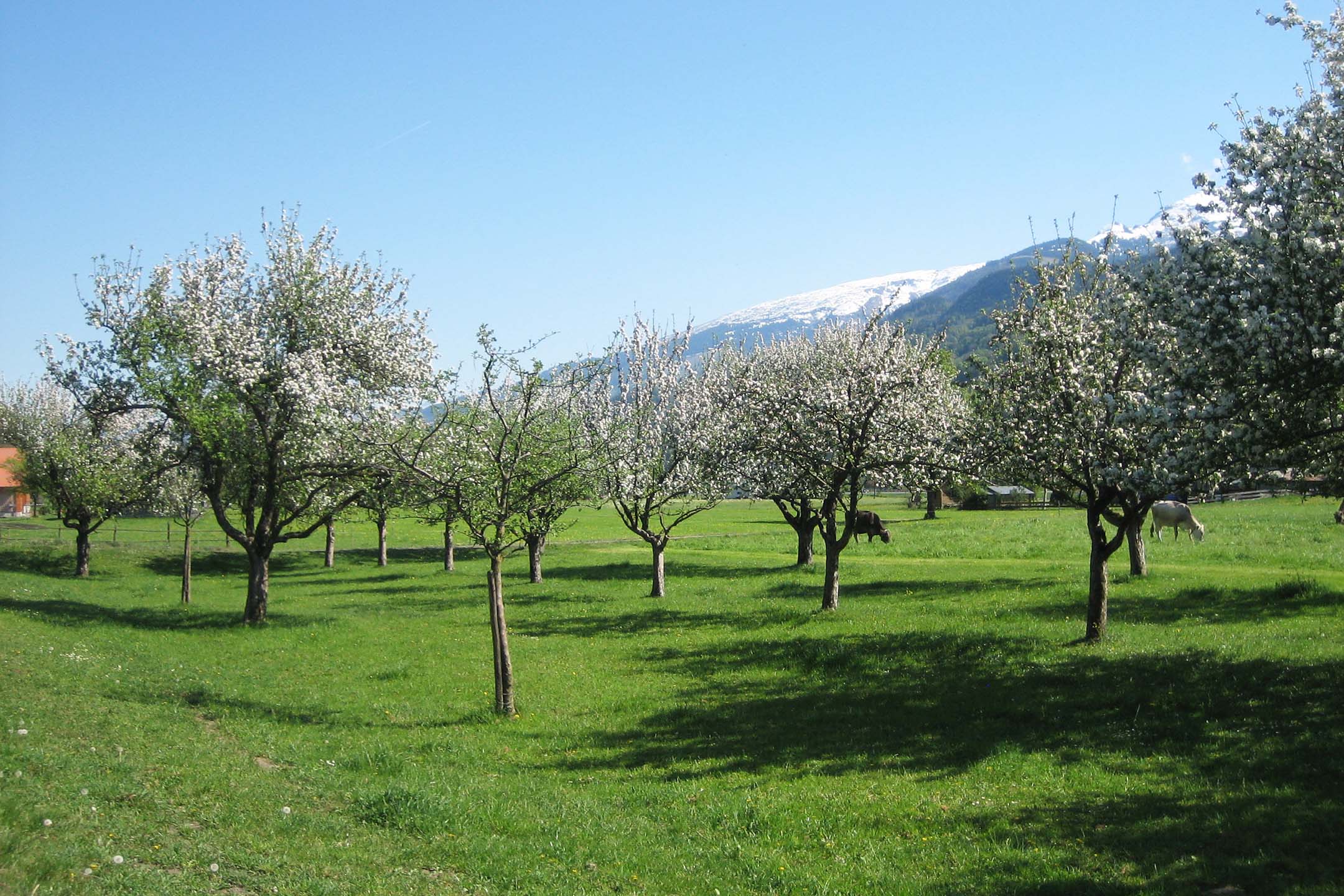 haratori_033_Malerva Nord_05_Obstgarten_1c.jpg